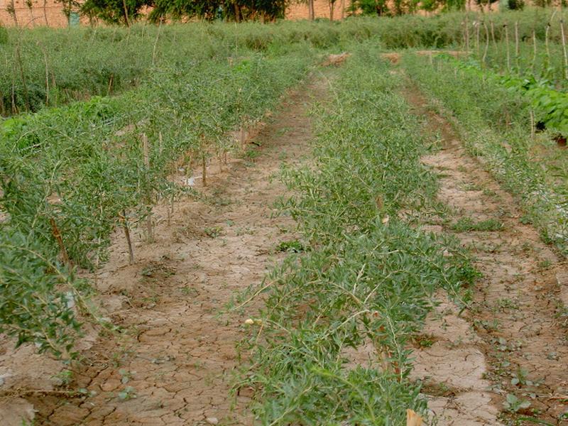 土壤墑情監(jiān)測儀實現(xiàn)科學助農(nóng)