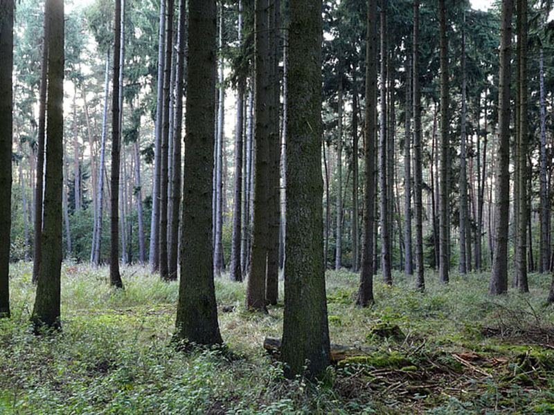 負氧離子監測系統可實時監控空氣質量 負氧離子監測系統可實時監控空氣質量