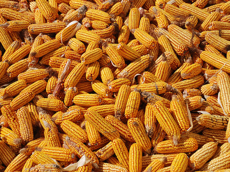 嘔吐毒素快速檢測方法 嘔吐毒素快速檢測方法