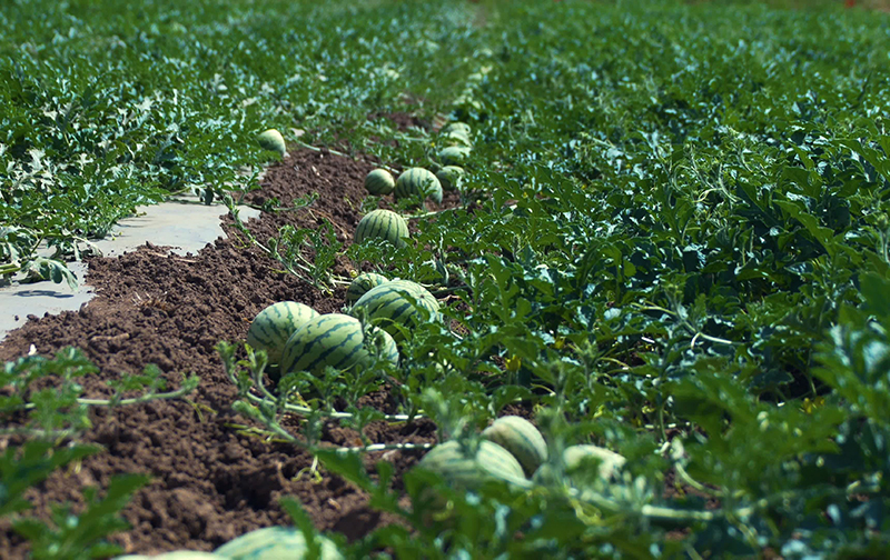 土壤養(yǎng)分檢測(cè)儀 土壤養(yǎng)分檢測(cè)儀