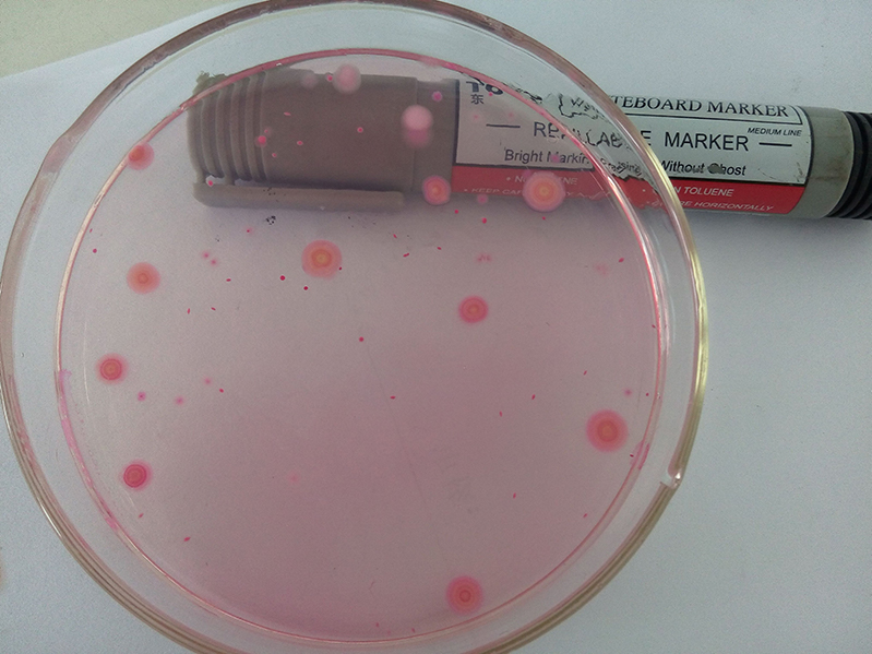 ATP熒光檢測器 ATP熒光檢測器