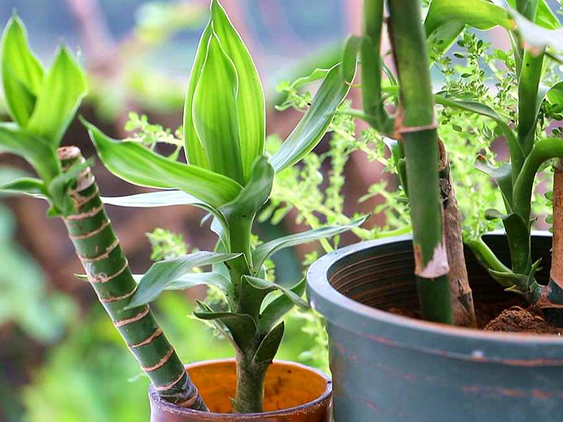 土壤氮、磷、鉀檢測器 土壤氮、磷、鉀檢測器