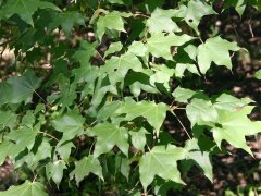 植物葉綠素測定儀，為植物健康做檢查