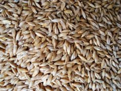 糧食重金屬檢測(cè)儀，滿足現(xiàn)場(chǎng)檢測(cè)需求