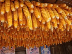 糧食安全檢測儀，可檢測糧食中是否含有大米增白劑