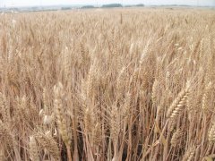 小麥中會含有多少黃曲霉素？