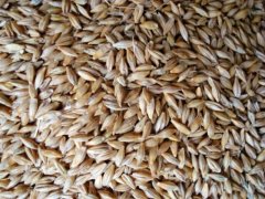 小麥黃曲霉毒素檢測儀快速、安全、便攜