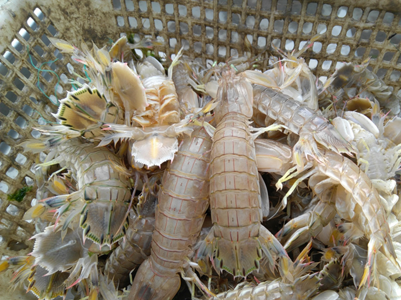 為什么在皮皮蝦中屢次檢出鎘超標 為什么在皮皮蝦中屢次檢出鎘超標